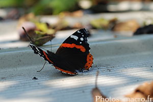 Vanessa atalanta