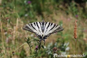 Iphiclides podalirius