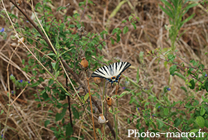 Iphiclides podalirius