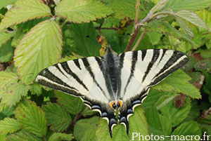 Iphiclides podalirius