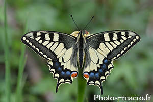 Papilio machaon