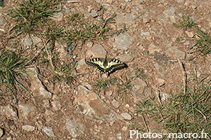 Papilio machaon