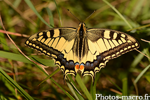 Papilio machaon