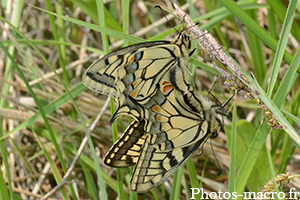 Papilio machaon