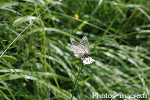 Aporia crataegi