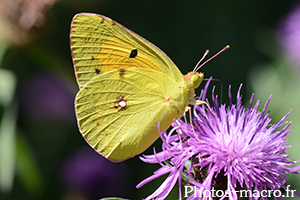 Colias hyale