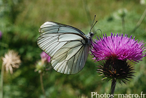 Aporia crataegi