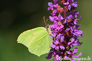 Gonepteryx rhamni