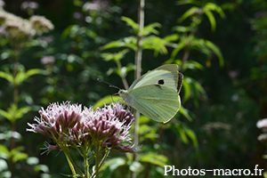 Pieris brassicae