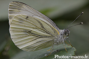 Pieris brassicae