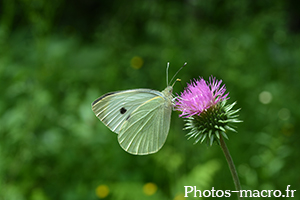 Pieris brassicae