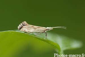 Plutella porrectella