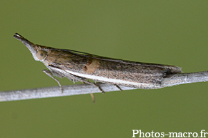 Etiella zinckenella