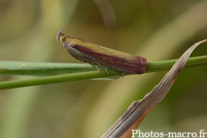 Oncocera semirubella