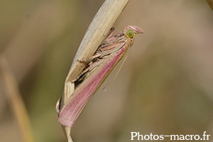 Oncocera semirubella