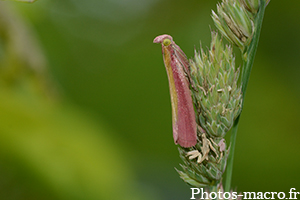 Oncocera semirubella