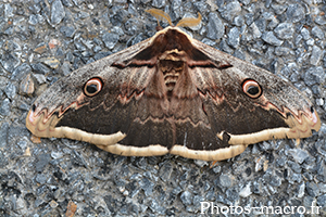 Saturnia pyri