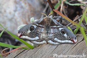 Saturnia pavinella