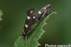 Scythris scopolella - accouplement 