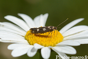 Scythris scopolella