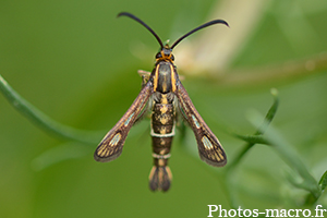 Chamaesphecia sp.