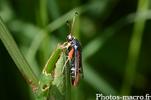 Pyropteron chrysidiformis