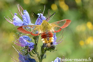 Hemaris fuciformis