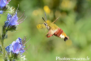 Hemaris fuciformis