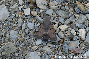 Macroglossum stellatarum