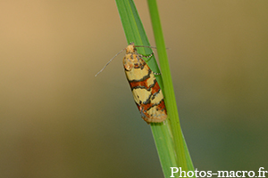 Aethes tesserana