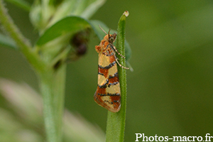 Aethes tesserana