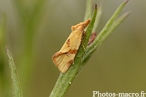 Agapeta hamana