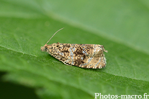 Celypha lacunana