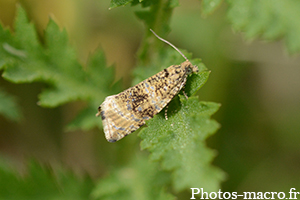 Celypha lacunana