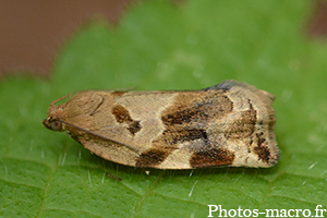 Choristoneura lafauryana