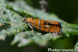 Olethreutes arcuella