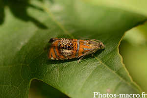 Olethreutes arcuella