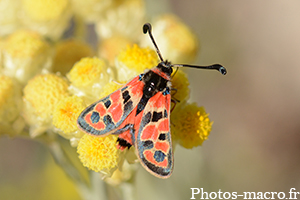 Zygaena fausta fortunata