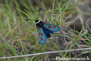 Zygaena lavandulae