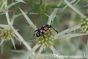 Zygaena occitanica