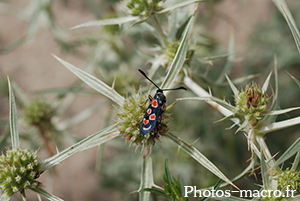 Zygaena occitanica