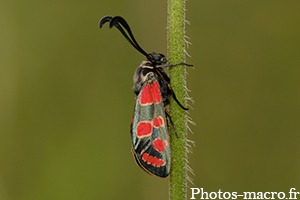 Zygaena carniolica