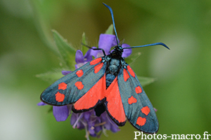 Zygaena filipendulae