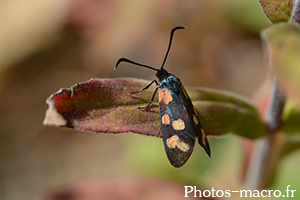 Zygaena filipendulae