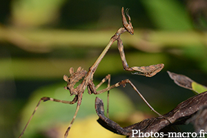 Empusa pennata