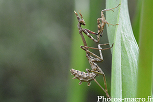 Empusa pennata