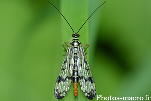Panorpa communis