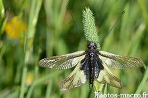 Libelloides coccajus