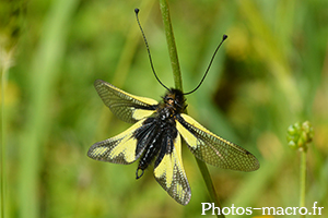 Libelloides coccajus