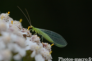 Chrysoperla carnea